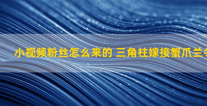 小视频粉丝怎么来的 三角柱嫁接蟹爪兰冬天怎么养